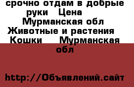 срочно!отдам в добрые руки › Цена ­ 1 - Мурманская обл. Животные и растения » Кошки   . Мурманская обл.